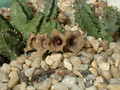 huernia thuretii D1449 1