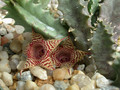 huernia stapelioides d1327 sheilam 03
