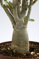 adenium obesum 12cm bis 15cm 9538