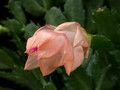 schlumbergera christmas fantasie 06