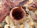 huernia kirkii aidi witrivier d507 01