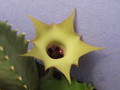 huernia primulina 1778