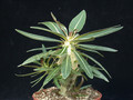 pachypodium horombense 06