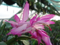schlumbergera camilla 4877