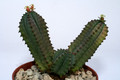 euphorbia tubiglans 4661