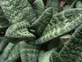 gasteria batesiana 02