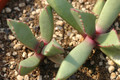 carruanthus caninus georgina 01