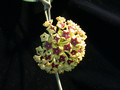 hoya cinnamomifolia 0091 1