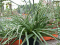 aloe bellatula 1