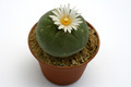 lophophora diffusa 0470