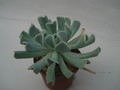 echeveria runyonii 8333