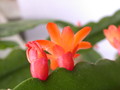 lepismium monacanthum espinosum wk02 9310