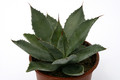 agave congesta comitan chiapas 0685