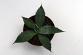 agave parryi djf138 0139