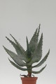 aloe ferox 8731