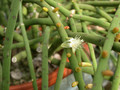 rhipsalis tucumanense 27