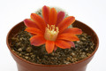 rebutia theresae kk1925 9719