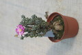 delosperma minima 1708