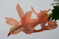 schlumbergera christmas flame 6367