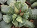 adromischus cooperi 01