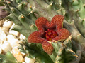 huernia decipiens pvb4550 paardekloof 03