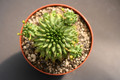 euphorbia suzannae 0330