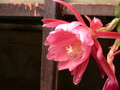 eh lovely lady 7580 571