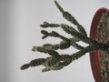 schlumbergera opuntioides im 7752