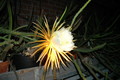 selenicereus coniflorus 1378