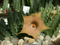 huernia hallii04
