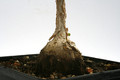 ficus glomosa 0378