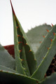 agave parryi huachucensis 0143