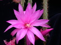 aporocactus fairy dancer 982819