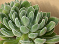 echeveria setosa compacta-hybride 02
