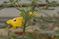 uncarina decaryi 1104