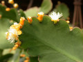 rhipsalis pachyptera2 23