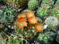 Weingartia trollii