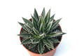 agave schidigera 8488