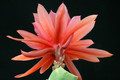 eh flamina torch 6535 4544
