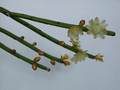 rhipsalis dissimilis 07