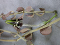 ceropegia radicans 02