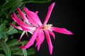 schlumbergera star burst 5878