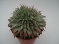graptoveria silver star 8379