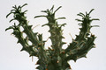 euphorbia tuberculata 0592