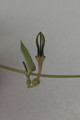 ceropegia barkleyi 03