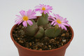 conophytum taylorianum 2798