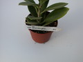 hoya australis behaart 1397