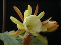 eh celestial snow 5577 03