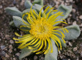 glottiphyllum oligocarpum steytlerville 0154
