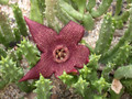 stapelia incomparabilis